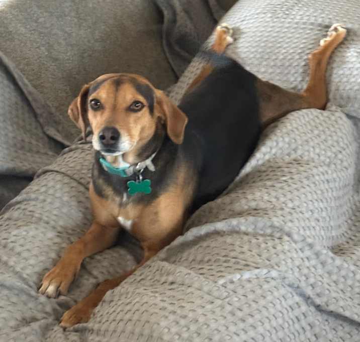 Photo of Bailey