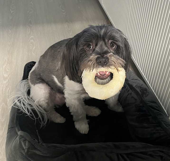 Photo of Gypsy