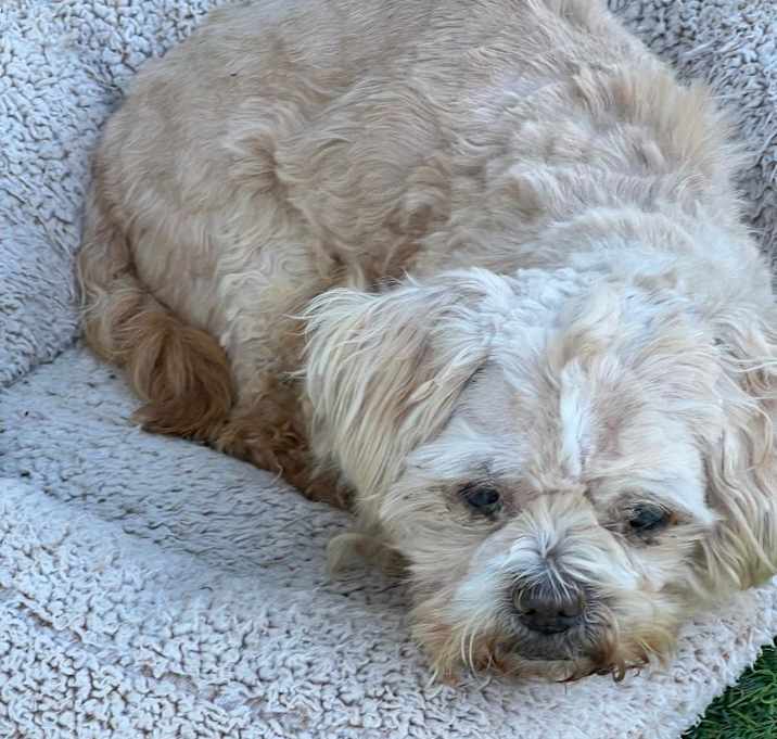Photo of Ranger