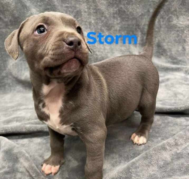 Photo of Storm