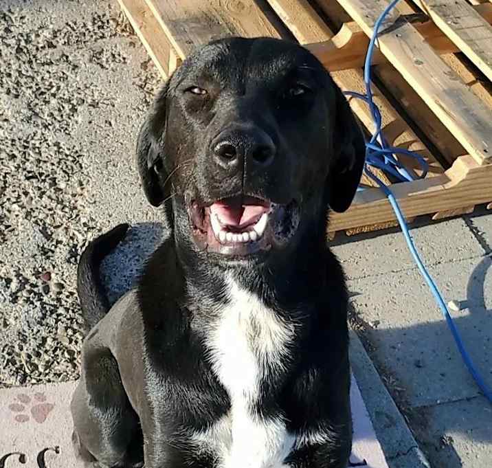 Photo of Hondo
