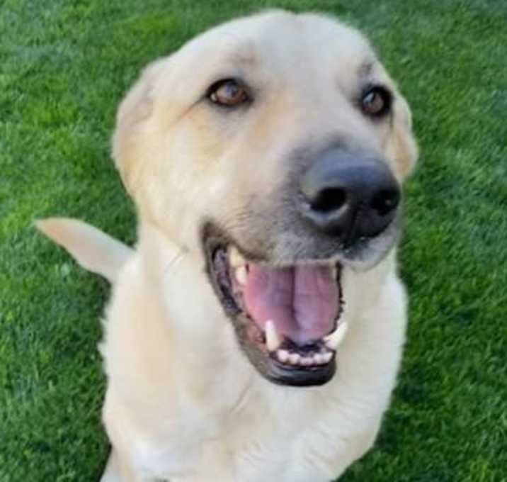 Photo of Hank