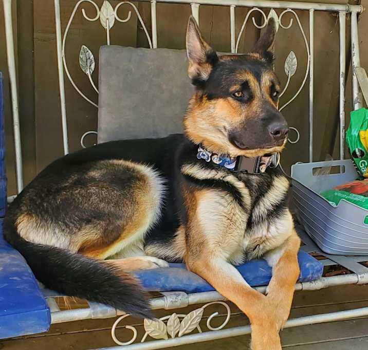 Photo of Apollo