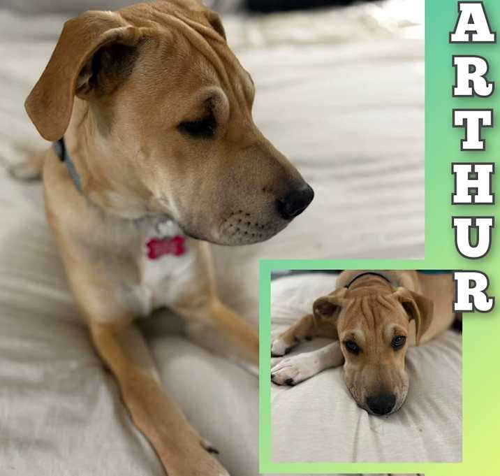 Photo of Arthur