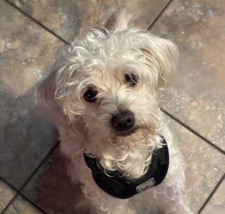 Photo of Chewy