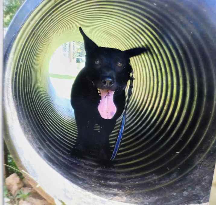 Photo of Louie