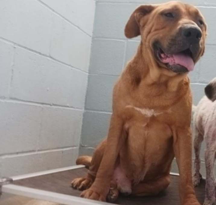 Photo of Butch