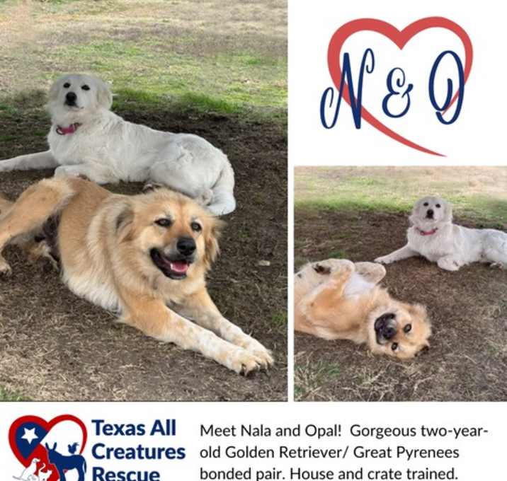 Photo of Nala and Opal