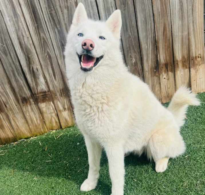 Photo of Luna Belle Adoption Pending