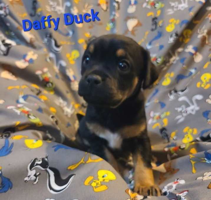 Photo of Looney Tunes Litter - Daffy Duck