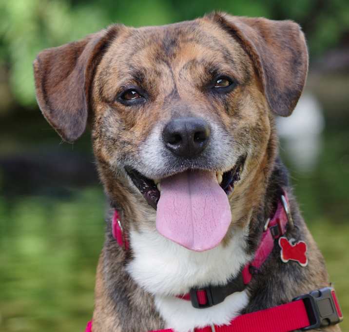 Photo of Pickle