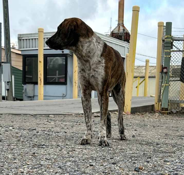 Photo of Trucker