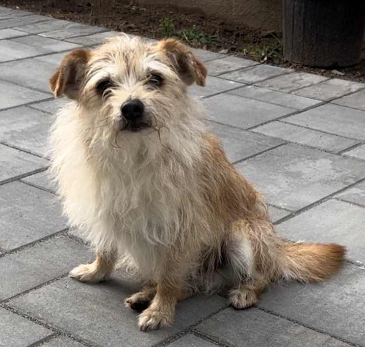 Photo of Benji