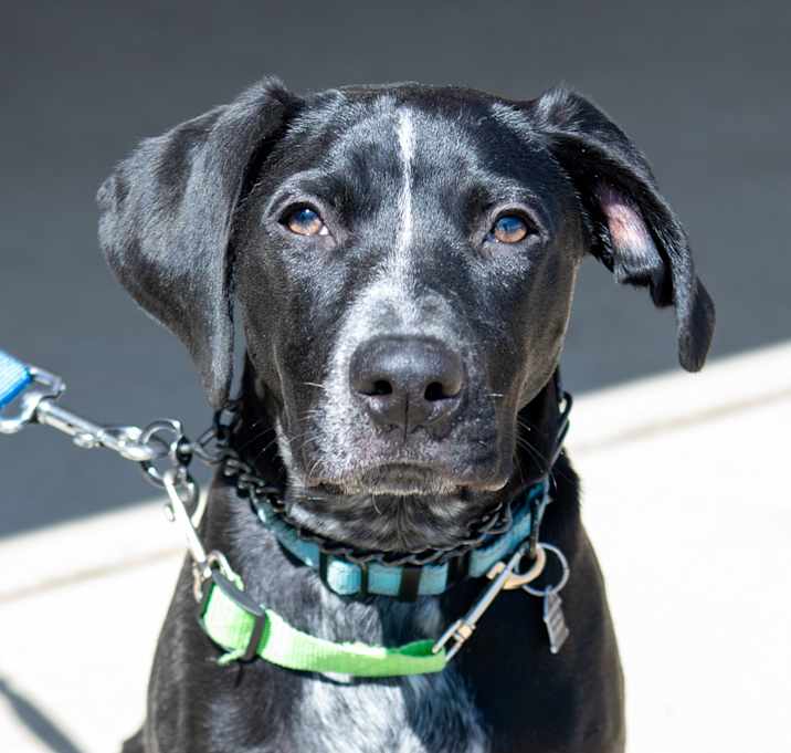 Photo of Banjo