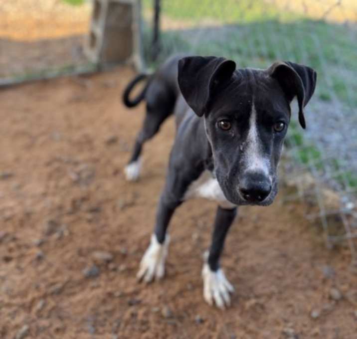 Photo of Huck