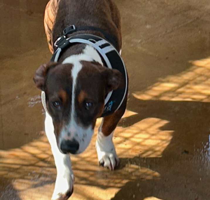 Photo of Romeo