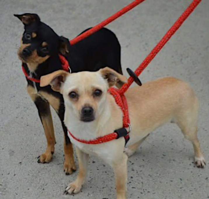 Photo of LULU&GIZMO