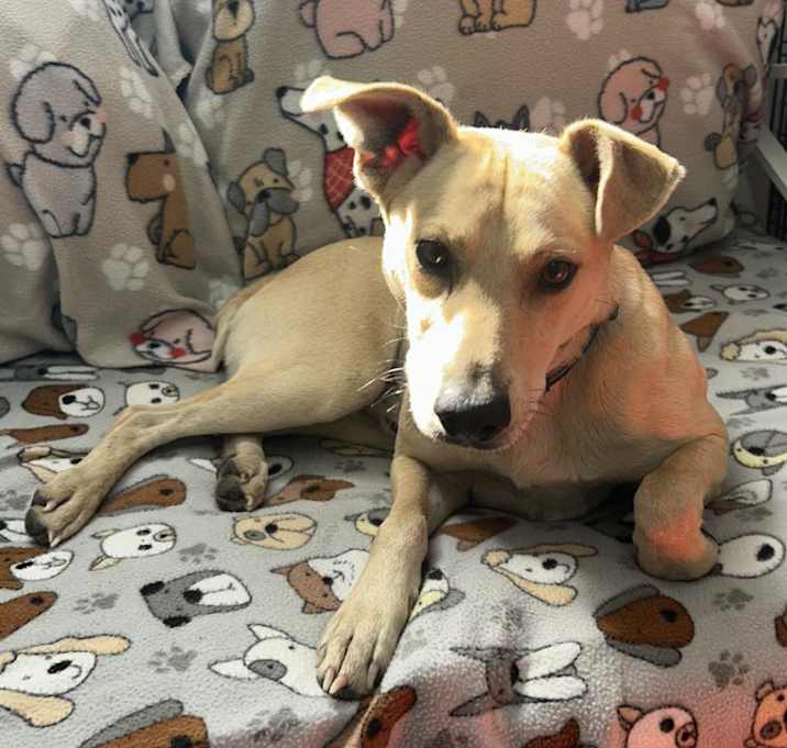 Photo of Rex