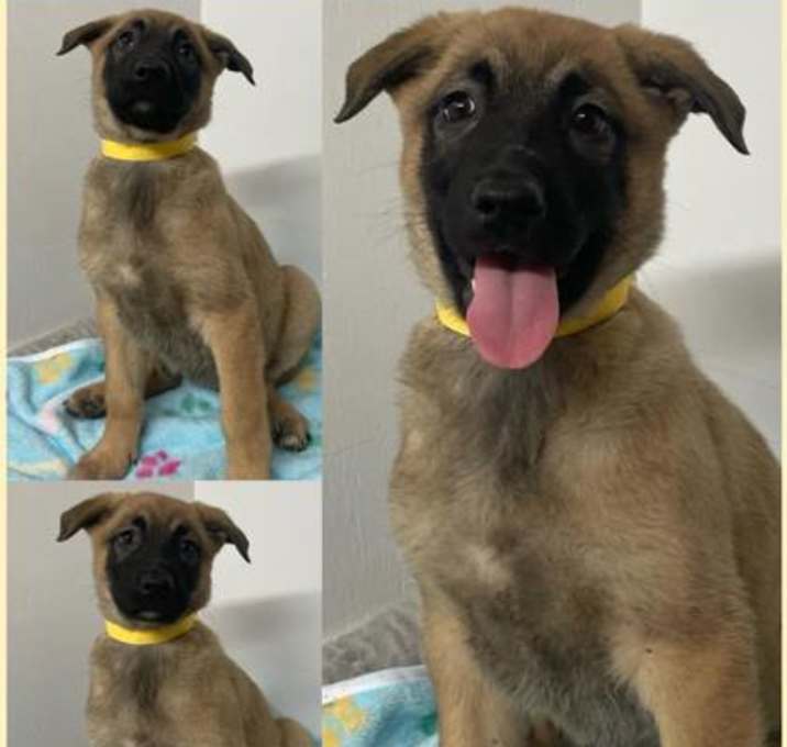Photo of Athena