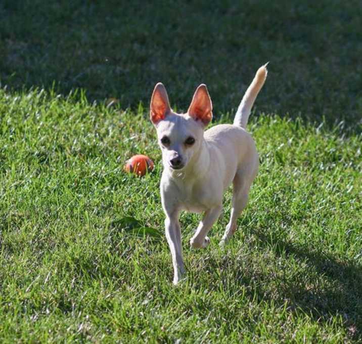Photo of Rosco