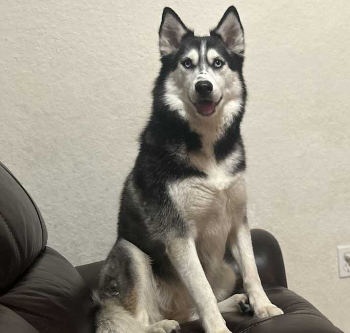 Photo of Suki