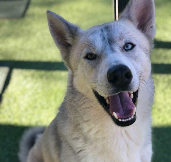 Photo of Sparky