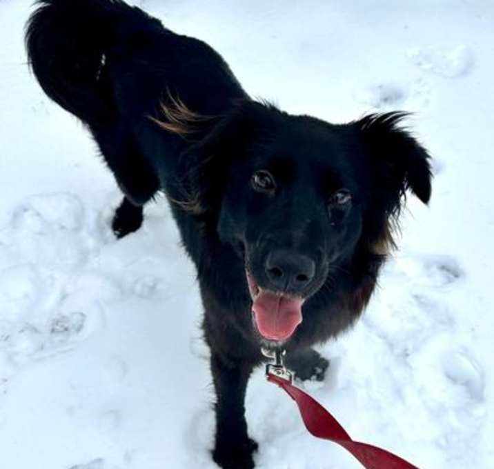 Photo of Brandy