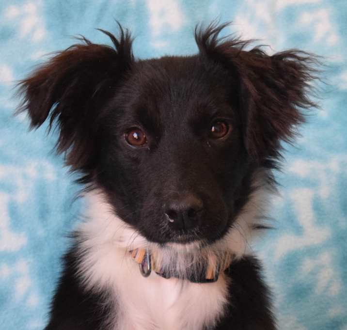 Photo of Boomer