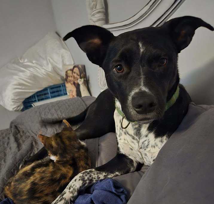 Photo of fancy