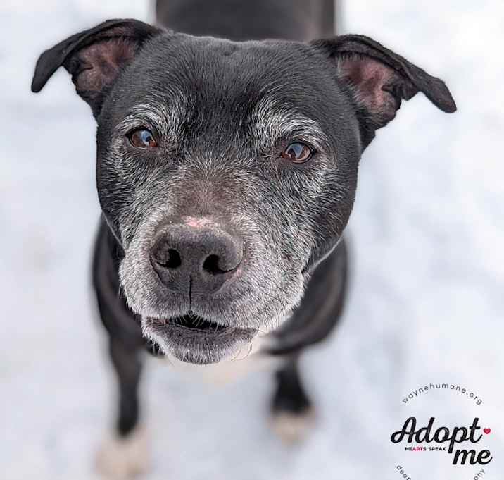 Photo of Diesel