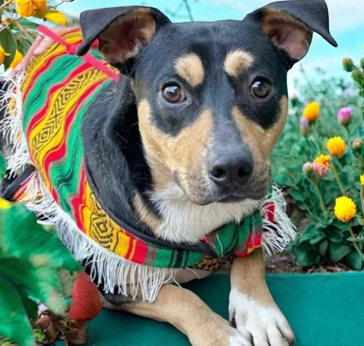 Photo of Buster