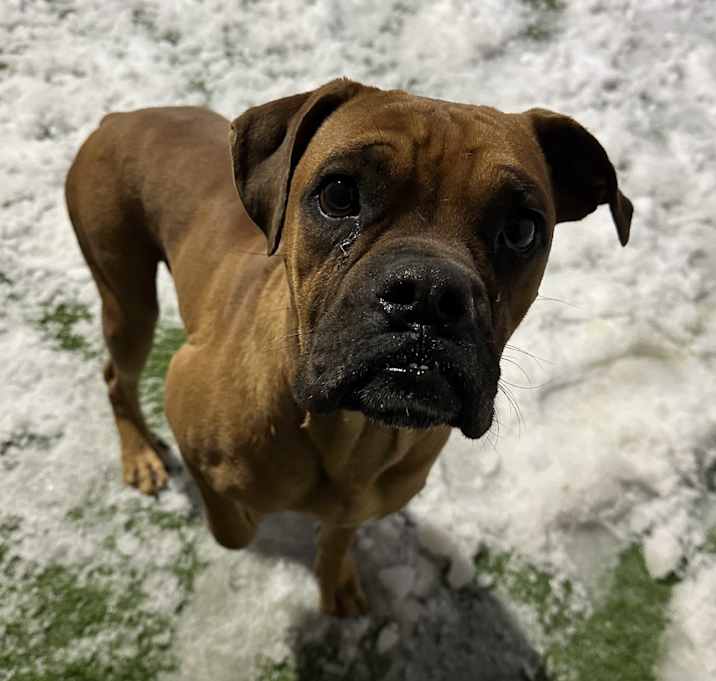 Photo of Hank