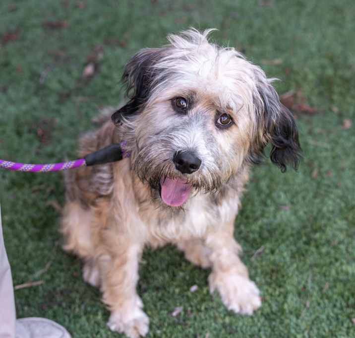 Photo of BENJI