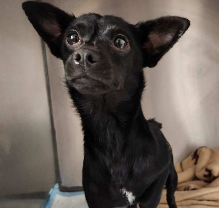 Photo of LuLu