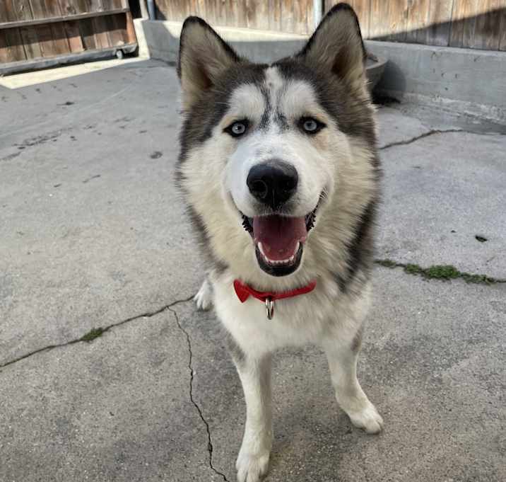 Photo of Apex