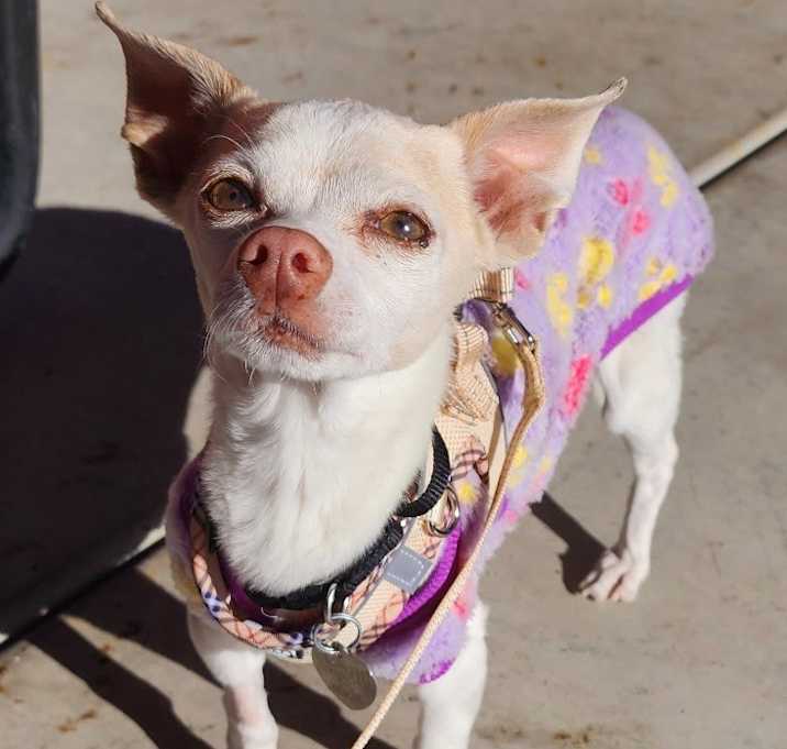 Photo of Coco