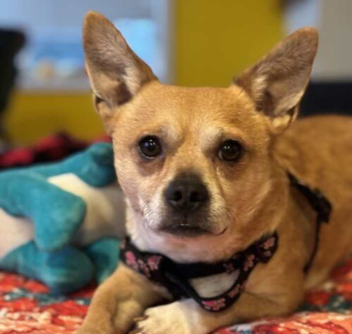 Photo of Kipper