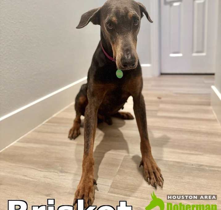 Photo of Brisket