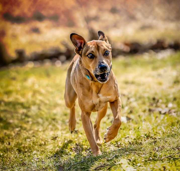 Photo of Kooper