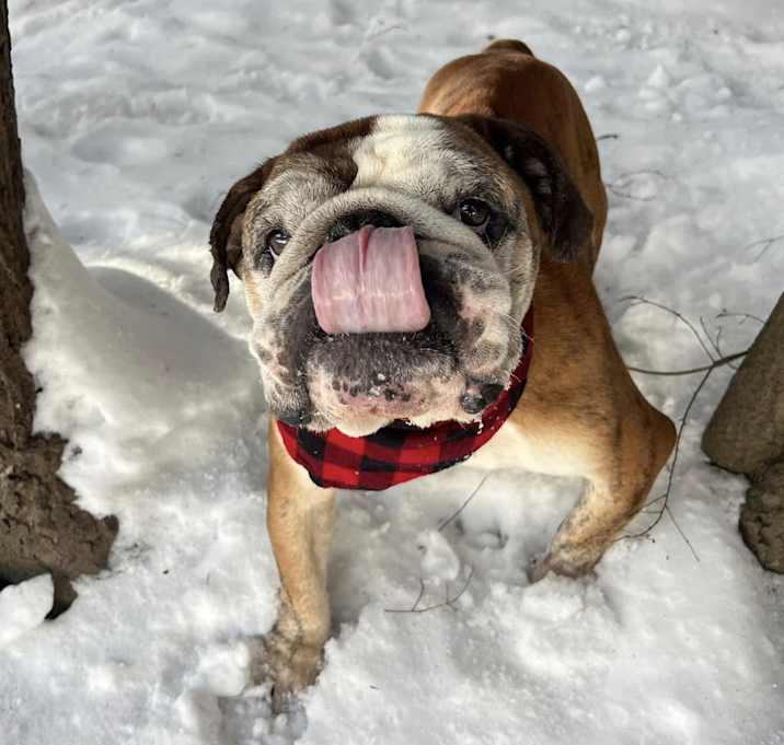 Photo of Oscar