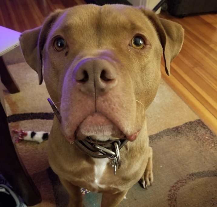 Photo of Buster