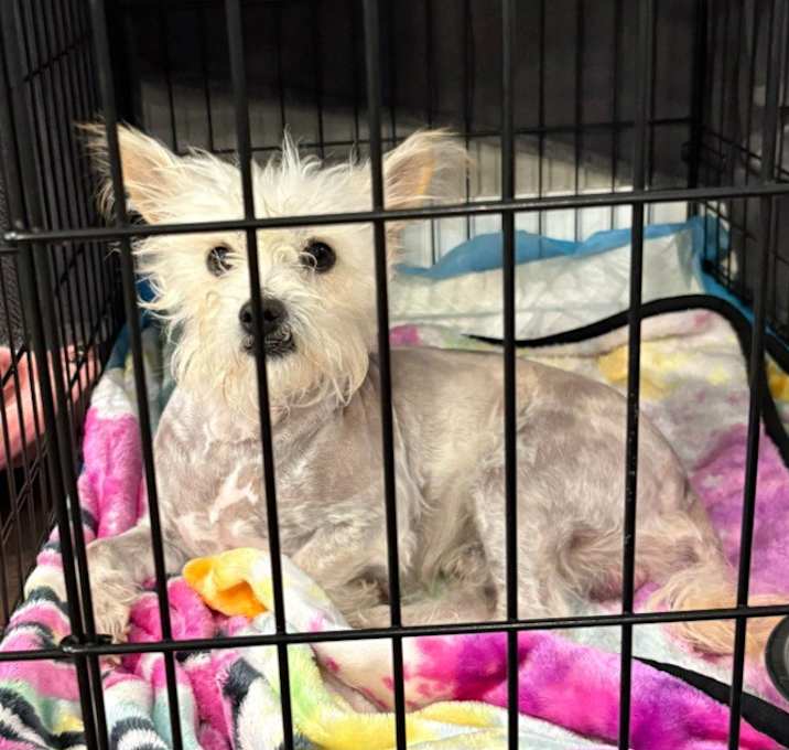 Photo of Casper