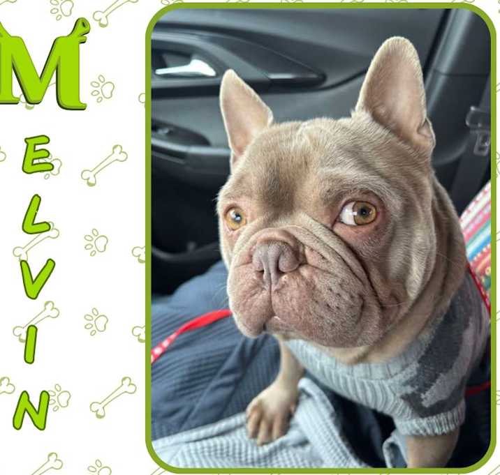 Photo of Melvin