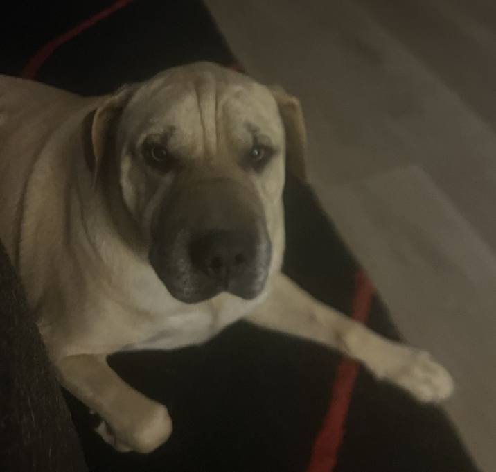 Photo of Rocky