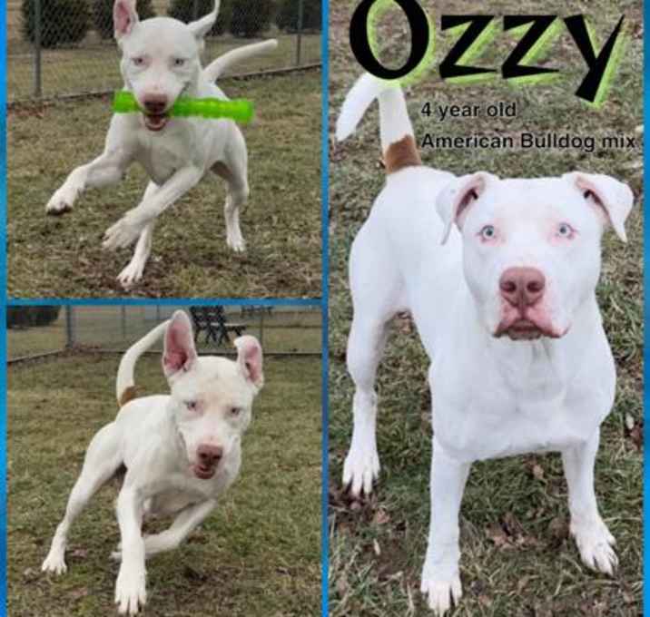 Photo of Ozzy