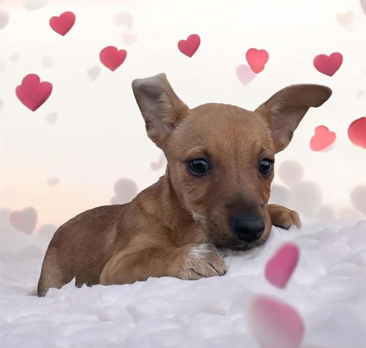 Photo of Pecan