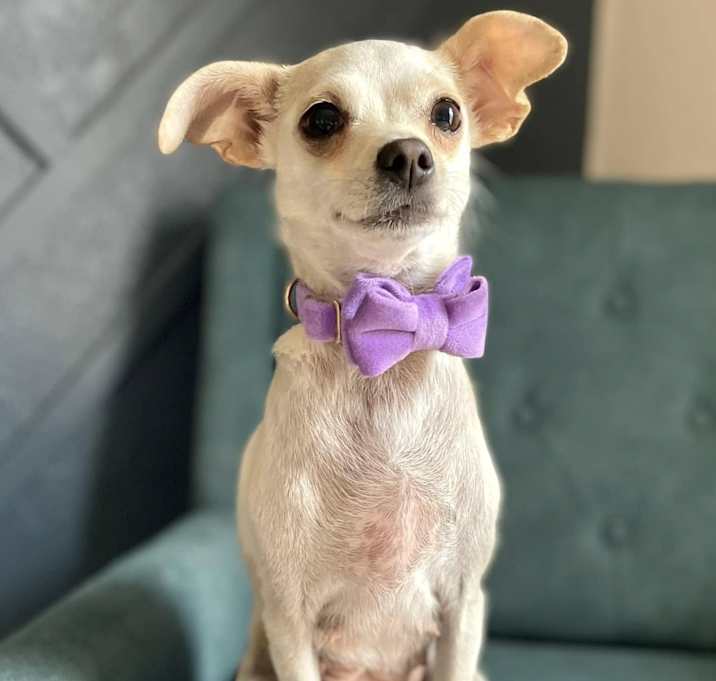Photo of Penelope