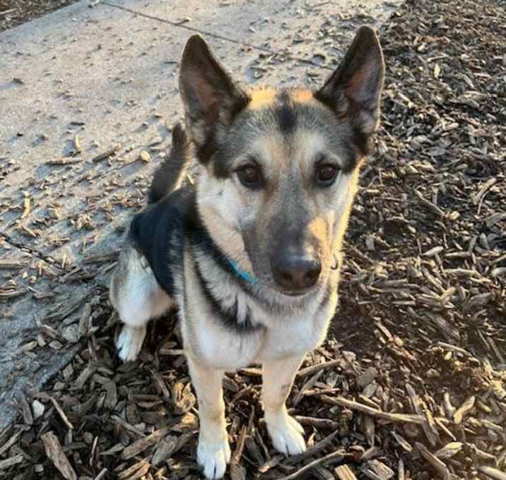Photo of Dodger