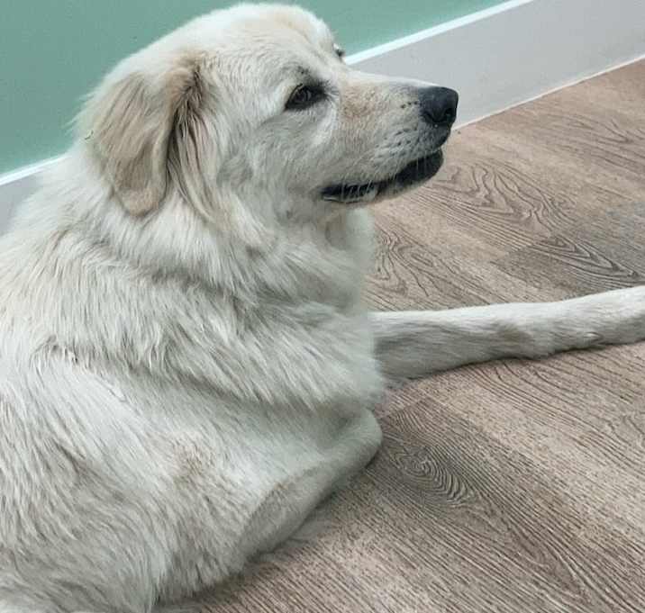 Photo of Lily