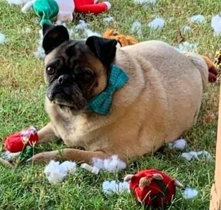 Photo of Bruno